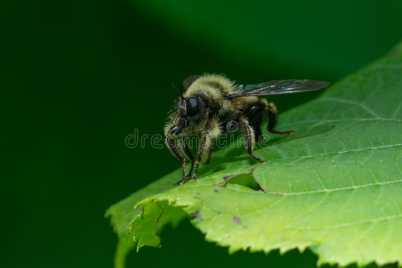 Laphria sacrator, Robber Fly royalty free stock photo