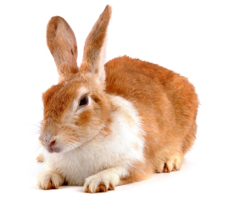 Lapin Lapin