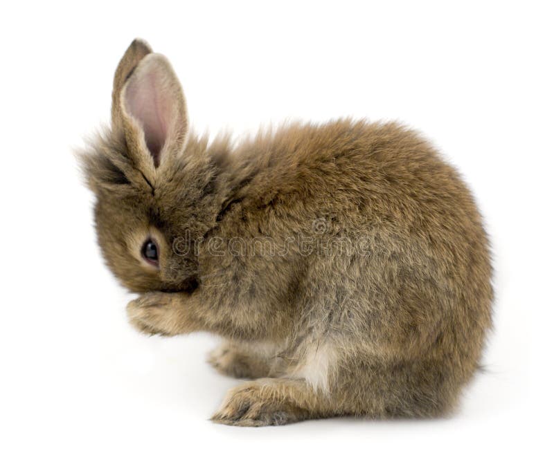 Lapin Lapin