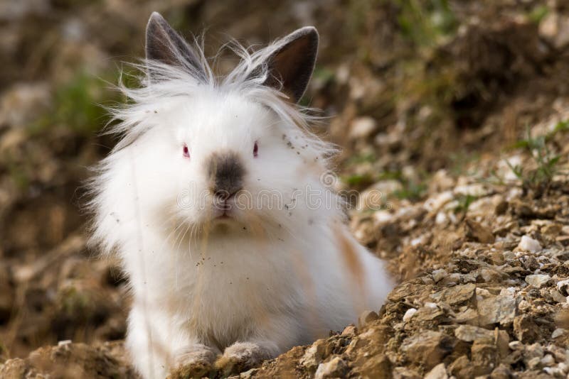 Lapin angora blanc se reposant dehors dans le sauvage images libres de droits Lapin angora blanc se reposant dehors dans le sauvage images libres de droits