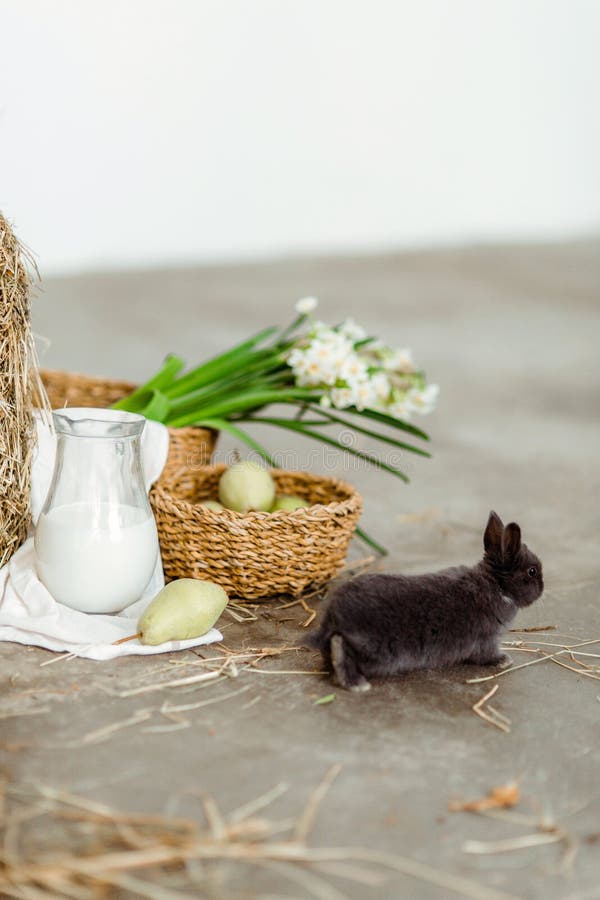 Lapin Bebe Gris Fonce Dans Un Interieur Lumineux Avec Decoration De Paques Image Stock Image Du Fonce Gris