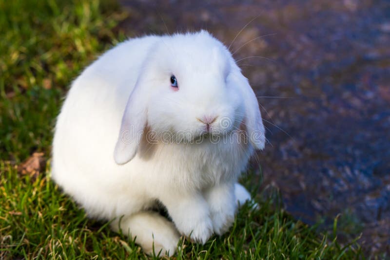 Lapin Blanc Mignon Avec Des Yeux Bleus Photos Libres De Droits Et Gratuites De Dreamstime