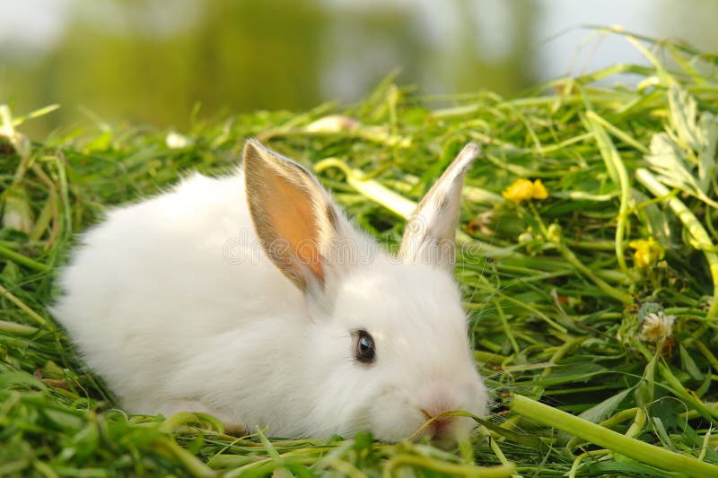 Lapin blanc sauvage sur la ferme d'herbe Photo Stock - Alamy