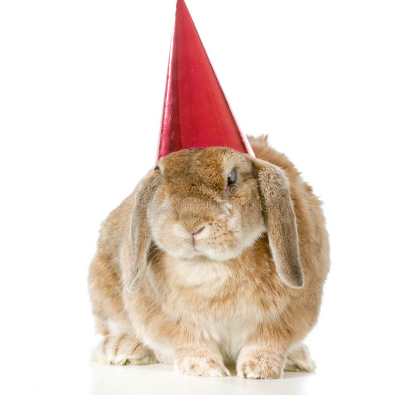 Lapin D Anniversaire Photo Stock Image Du Anniversaire Lapin D Anniversaire Photo Stock Image Du Anniversaire
