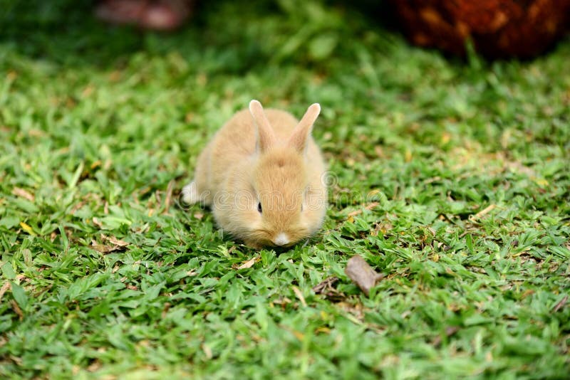 Lapin de lapin, brun et blanc mignon, photo stock Lapin de lapin, brun et blanc mignon, photo stock