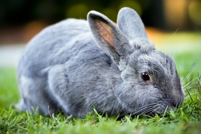 Lapin de lapin gris photos libres de droits Lapin de lapin gris photos libres de droits