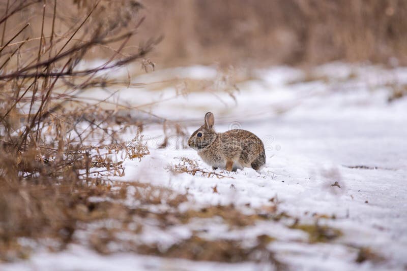 Lapin de lapin oriental dans la neige image libre de droits Lapin de lapin oriental dans la neige image libre de droits