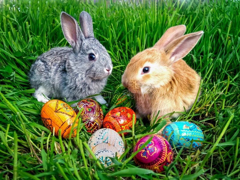 Lapin de Pâques avec des oeufs sur l'herbe verte photos libres de droits