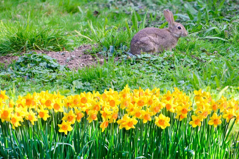 Lapin de pâques derrière une bande de jonquilles dans une prairie de printemps. Lièvre le lièvre est assis avec les yeux vigilants dans l'herbe printanière dans le parc derrière un lit fleuri aux jonquilles jaunes.