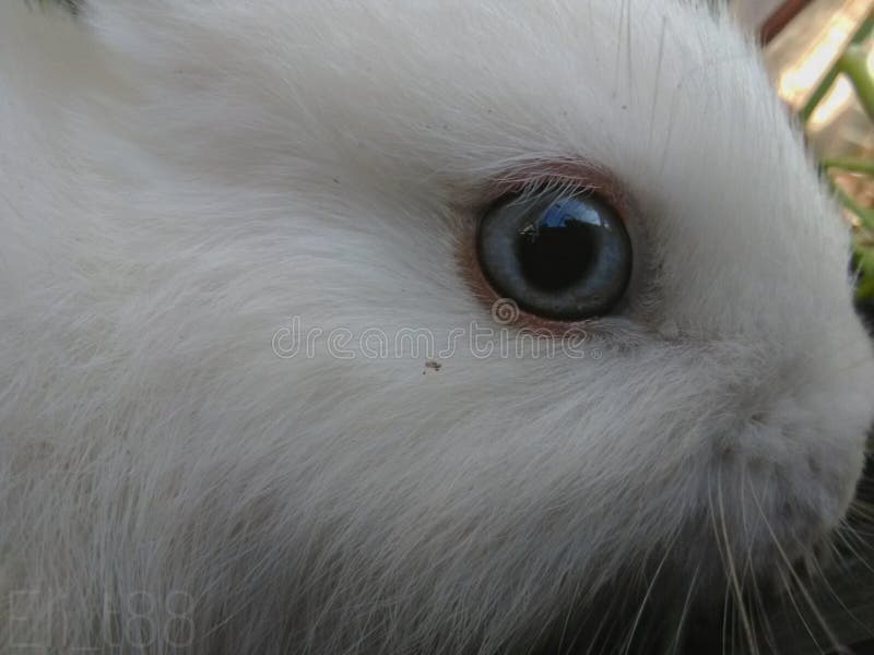 Lapin de yeux de galaxie image stock Lapin de yeux de galaxie image stock