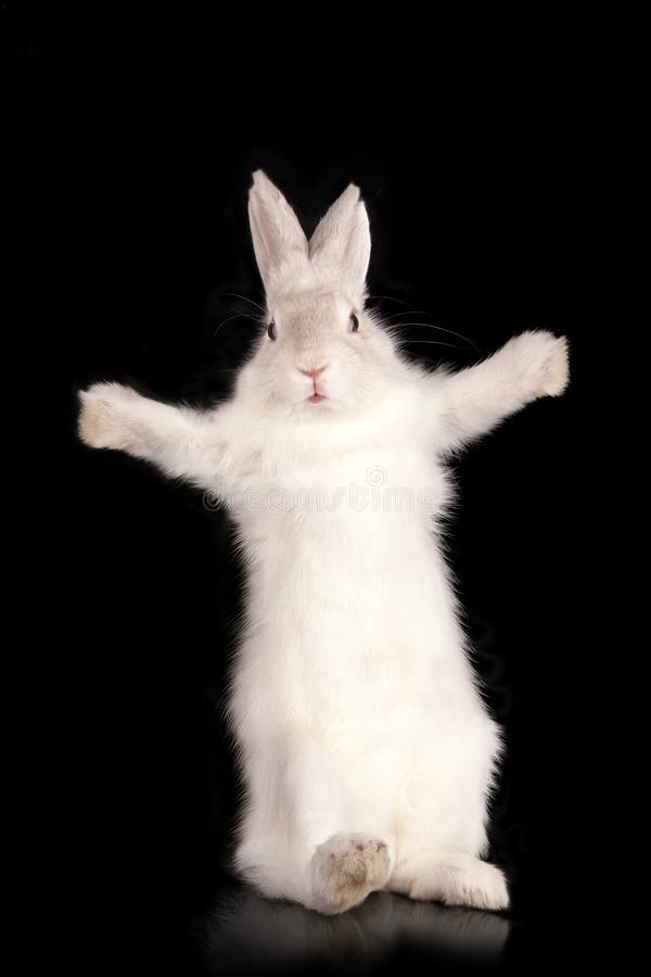 Lapin Drole Avec Les Garnitures Ouvertes Image Stock Image Du Drole Ouvertes Lapin Drole Avec Les Garnitures Ouvertes Image Stock Image Du Drole Ouvertes