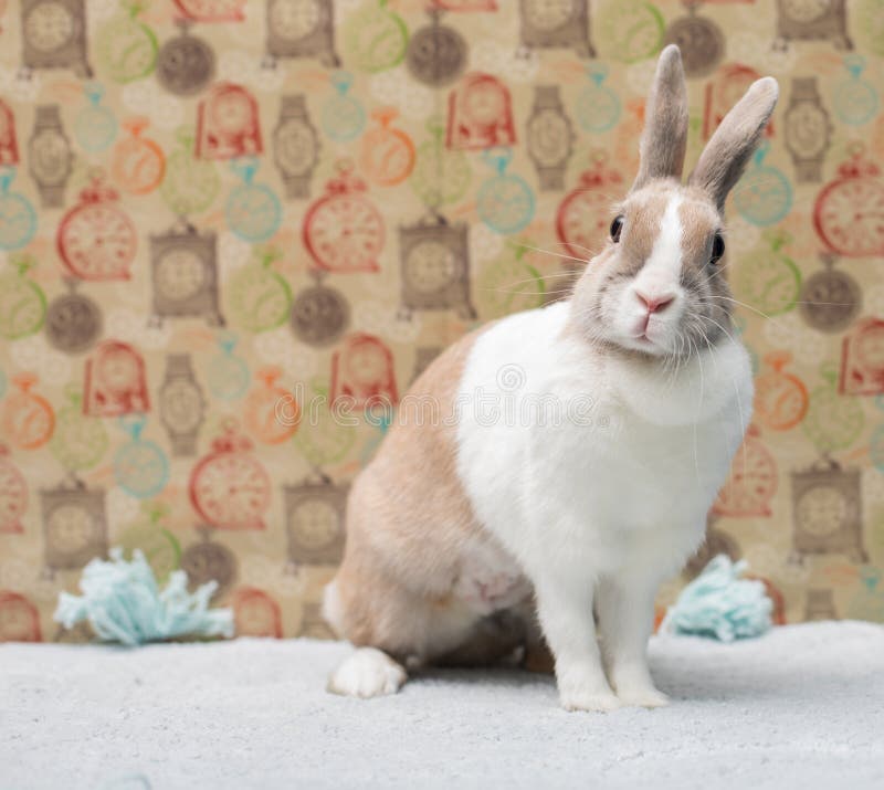 Lapin Drole Se Reposant Sur Une Couverture Derriere Un Mur Colore Photo Stock Image Du Sage Wallpaper