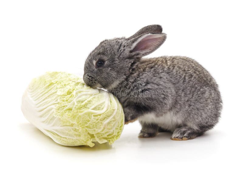 Lapin et chou photo stock. Image du légume, lapin, lièvres  16364388