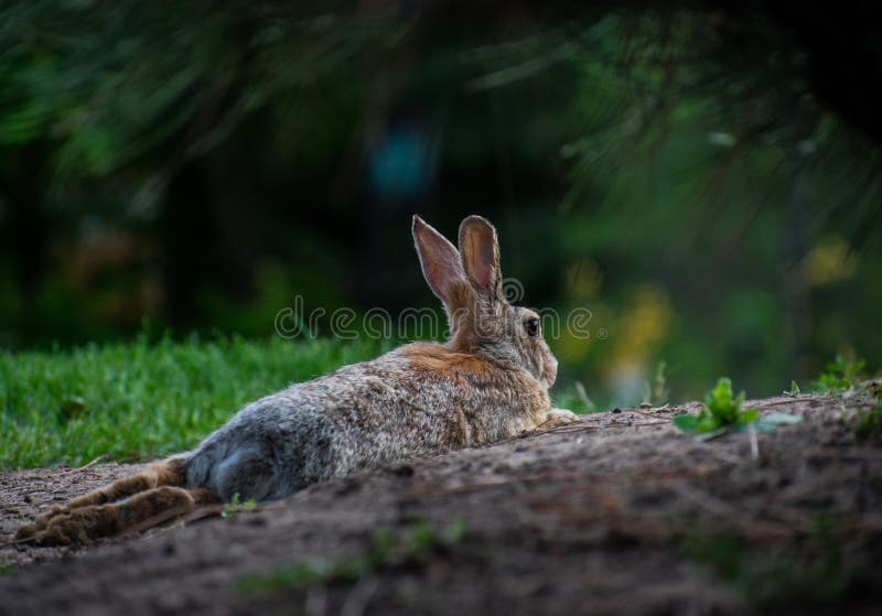 Lapin fixant dans la saleté image libre de droits Lapin fixant dans la saleté image libre de droits