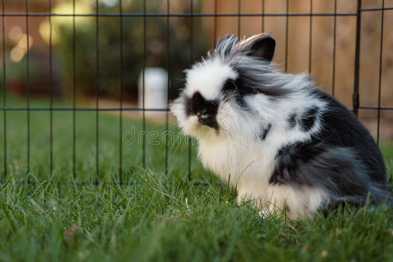 Lapin Fluffy dans un jardin photographie stock