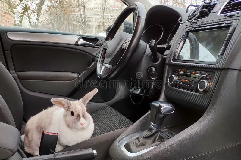 Lapin Gris Blanc Dans La Voiture Peeps Derrière Le Volant D'une