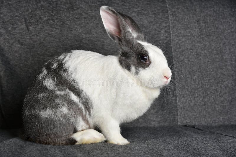 Lapin gris donnant sur la visionneuse petit lapin assis sur le fauteuil de canapé. images stock