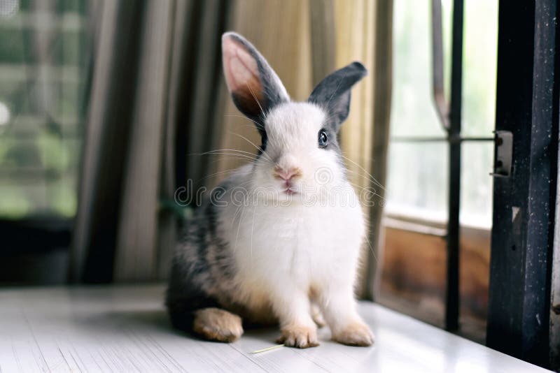 Lapin gris semblant frontward à la visionneuse, peu de lapin se reposant sur le bureau blanc photo libre de droits