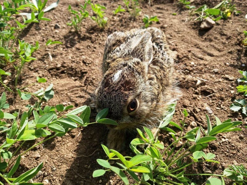 Lapin gris sur le champ image libre de droits Lapin gris sur le champ image libre de droits