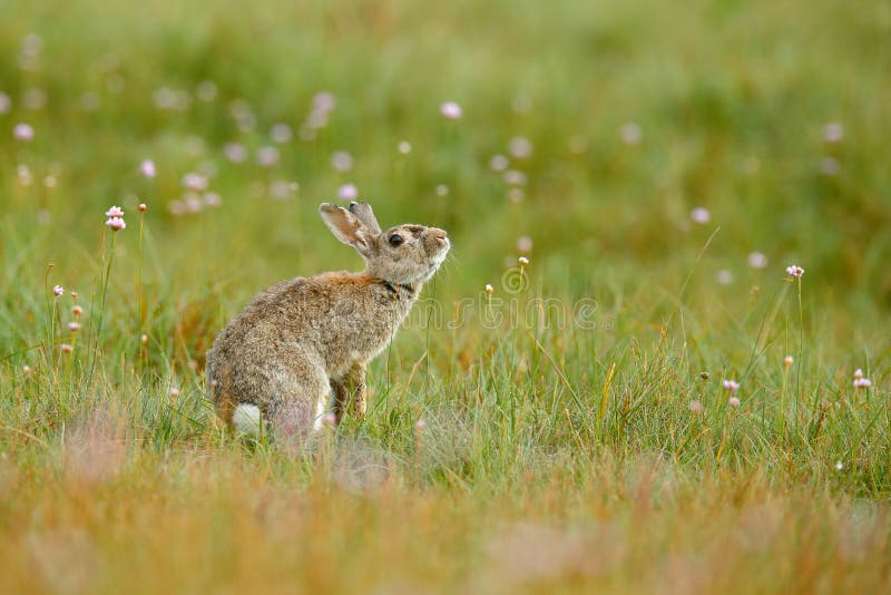 Lapin mignon avec le pissenlit de fleur se reposant dans l'herbe Habitat de nature animale, la vie dans le pré Lapin européen ou image stock Lapin mignon avec le pissenlit de fleur se reposant dans l'herbe Habitat de nature animale, la vie dans le pré Lapin européen ou image stock