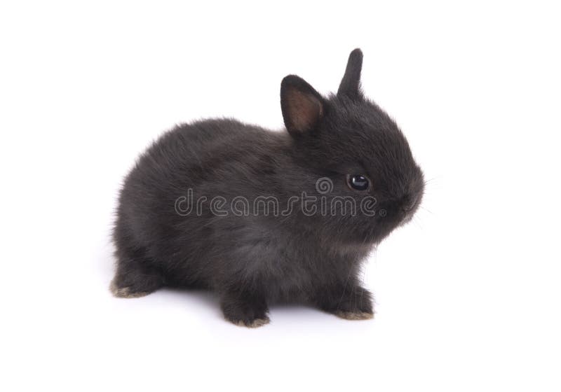 Lapin Mignon De Bebe De Nain De Netherland Sur Le Fond Blanc Image Stock Image Du Lapin Mignon