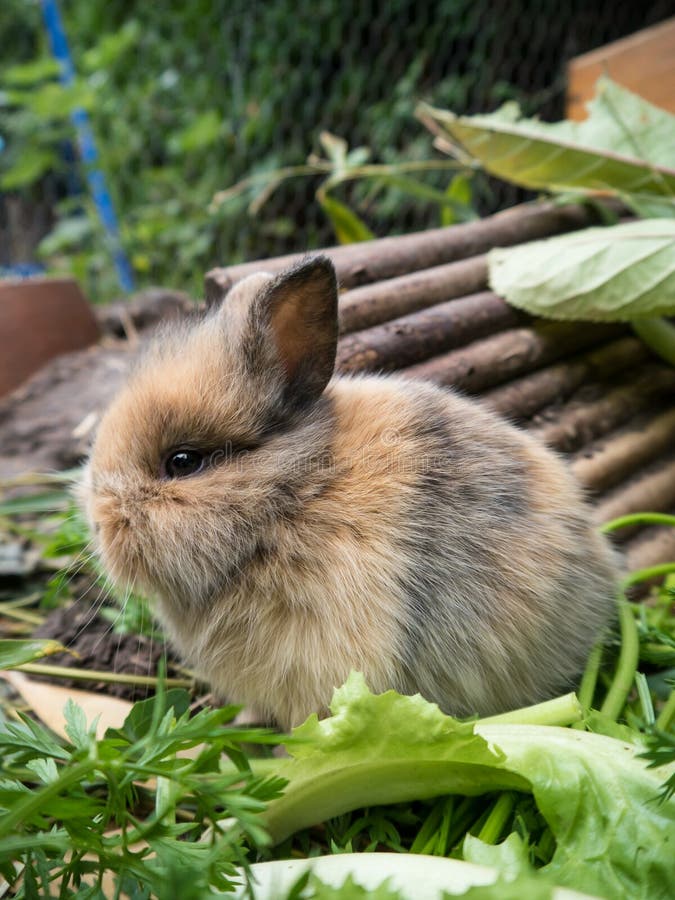 Mignon lapin marchant lapin animal animal hélium Mauritius