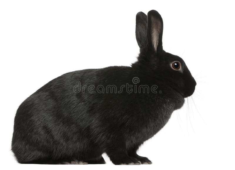 Lapin noir, 1 an, se reposant photos stock Lapin noir, 1 an, se reposant photos stock