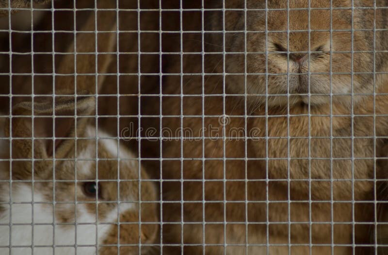 Lapins dans l'huche photo libre de droits Lapins dans l'huche photo libre de droits