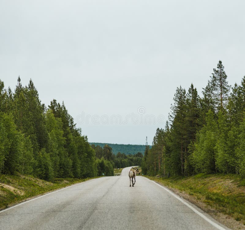 Lapland Finland die, Eenzaam rendier op de weg lopen stock fotografie Lapland Finland die, Eenzaam rendier op de weg lopen stock fotografie