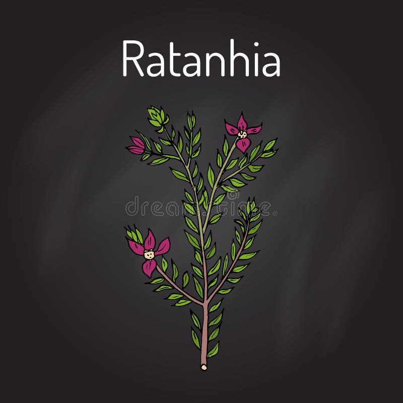 Lappacea de Rhatany Krameria, planta medicinal libre illustration Lappacea de Rhatany Krameria, planta medicinal libre illustration