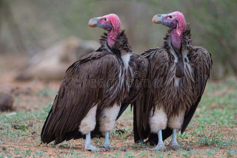 Lappet Faced Vultures side profiles