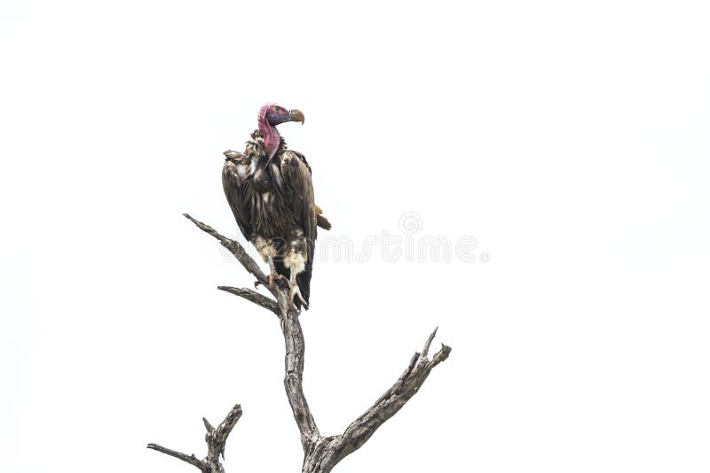 Lappet смотрел на хищника в национальном парке Kruger, Южной Африке стоковое фото Lappet смотрел на хищника в национальном парке Kruger, Южной Африке стоковое фото