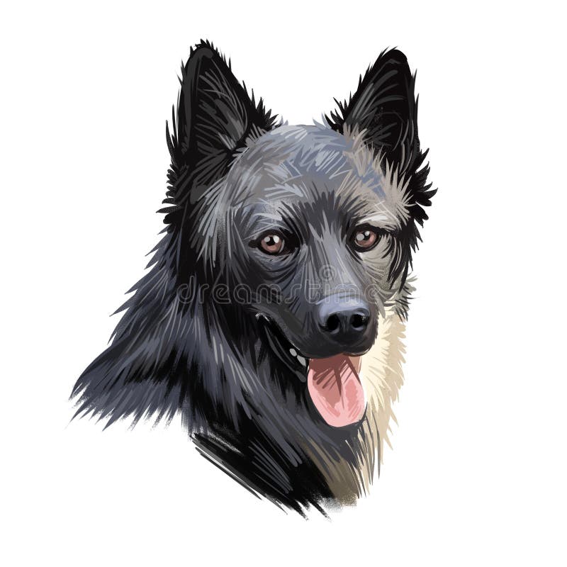 Lapponian herder canine closeup of pet digital art illustration Lapinporokoira hound out tongue, lapsk vallhund
