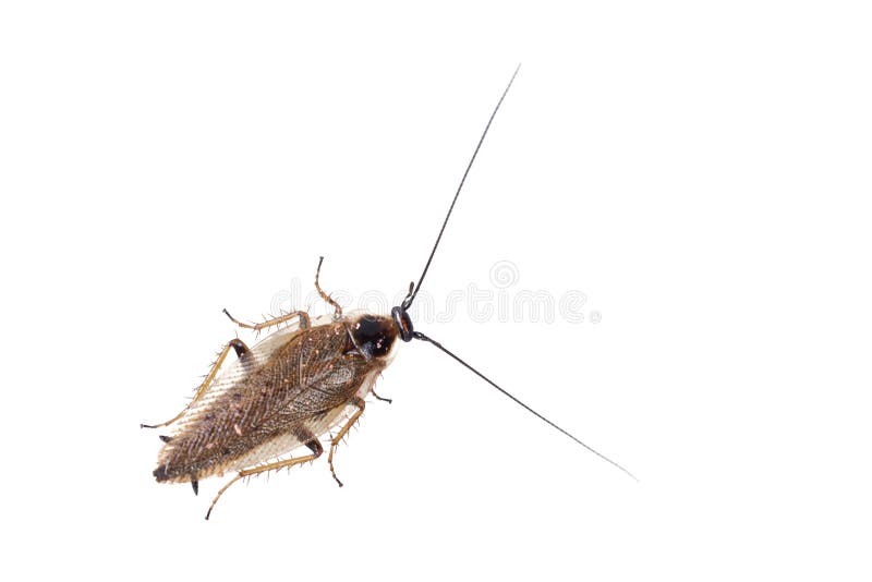 Lapponicus van kakkerlakkenectobius op een witte achtergrond stock afbeelding Lapponicus van kakkerlakkenectobius op een witte achtergrond stock afbeelding