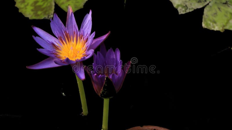 Lapso de tiempo de la flor del lirio de agua