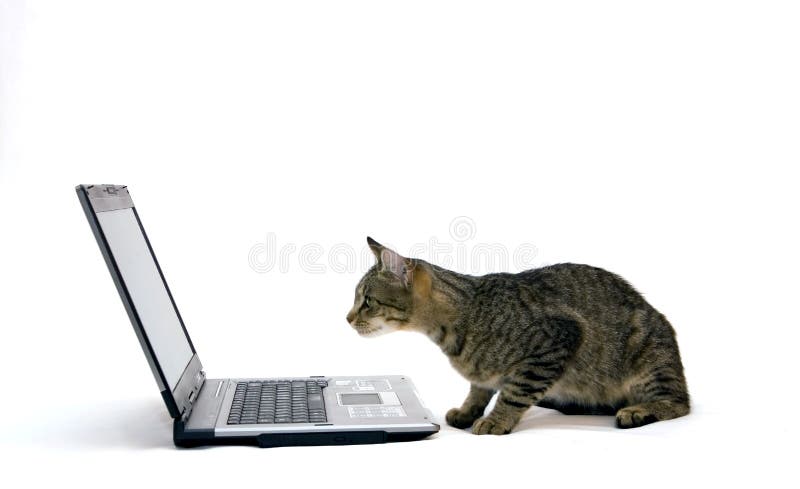 LAPTOP COMPUTER and Cat