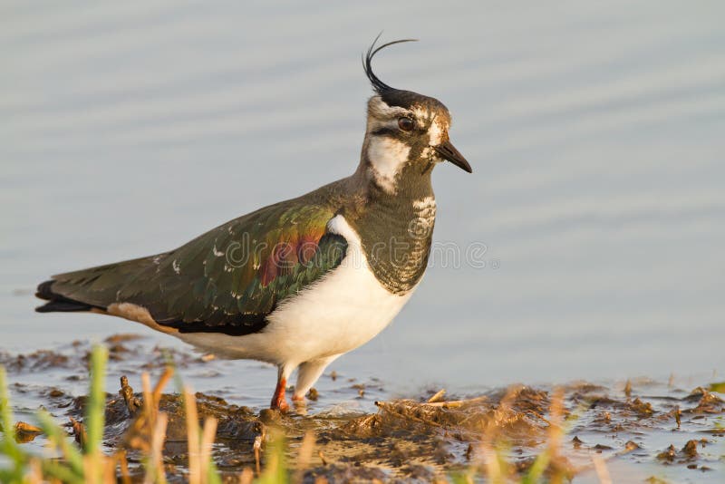 Lapwing