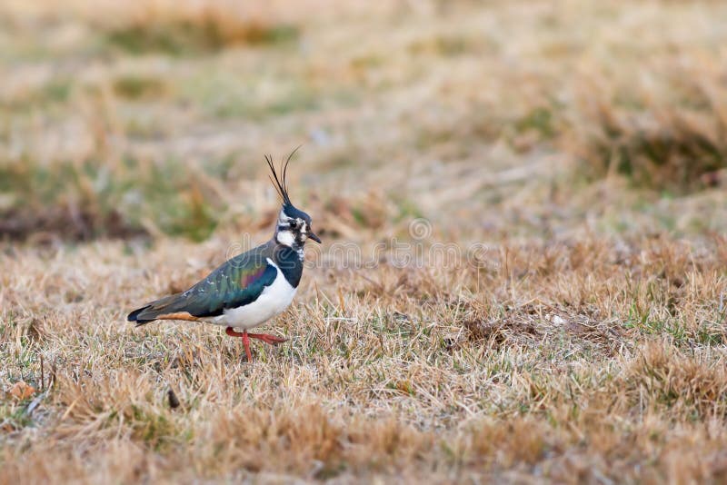 Lapwing walking in grass during spring
