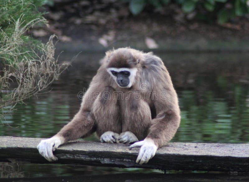 Lar Gibbon zdjęcie royalty free Lar Gibbon zdjęcie royalty free