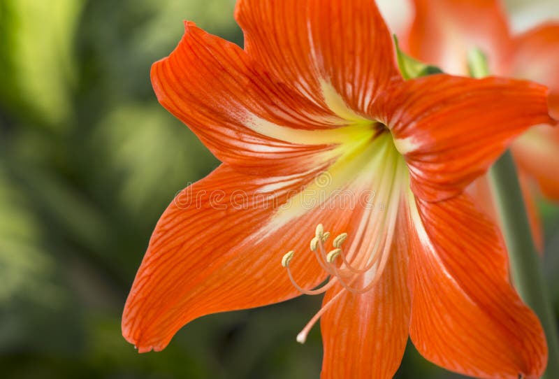 A Laranja Floresce Hippeastrum Ou Amaryllis No Backgro Do Jardim Da  Natureza Imagem de Stock - Imagem de flora, nave: 73632977