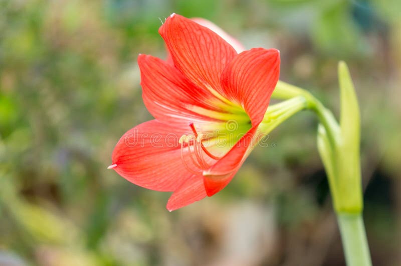 A Laranja Floresce Hippeastrum Ou Amaryllis No Fundo Do Jardim Da Casa Da  Natureza, No Amaryllidaceae, Nas Flores Amaryllis Da Fl Foto de Stock -  Imagem de nave, pétala: 78601016