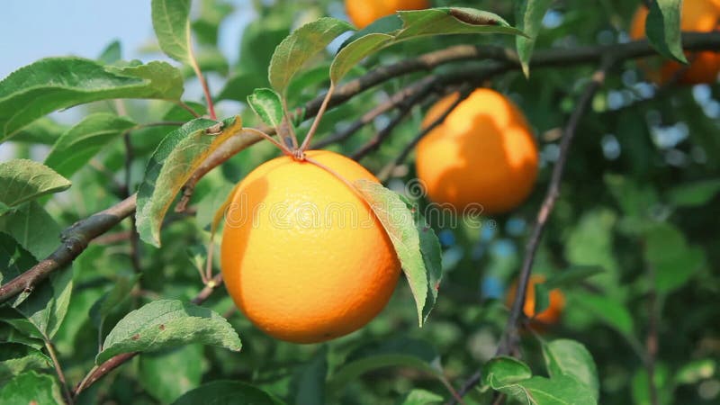 Laranja madura no ramo de árvore alaranjada