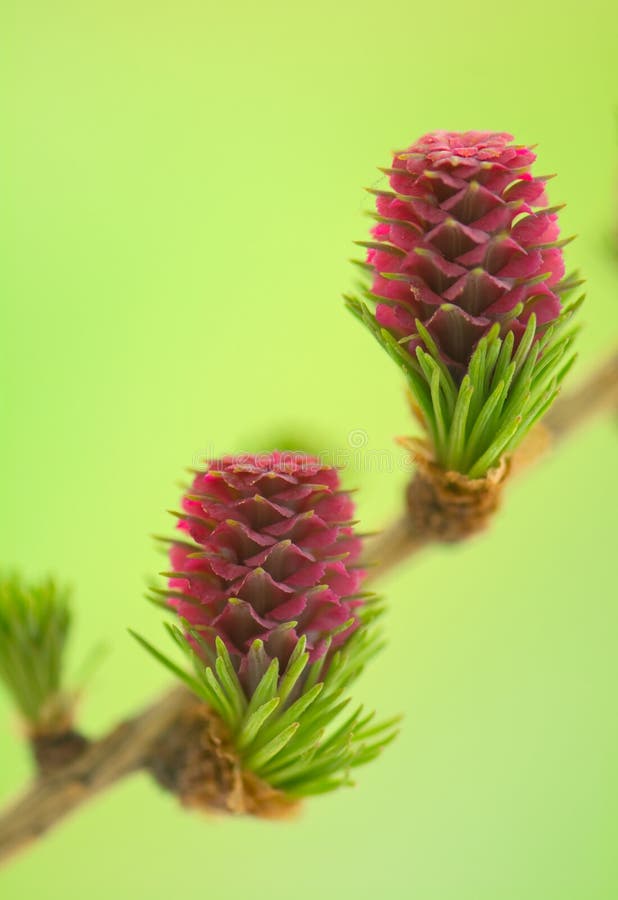 689 Gymnosperms Tree Stock Photos Free & RoyaltyFree Stock Photos