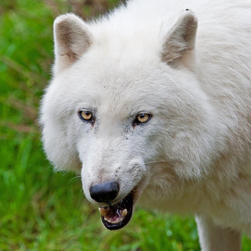 Large adult arctic wolf stock image. Image of forest - 22392171