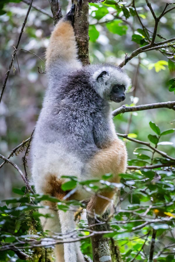 Large Adult Diademed Sifaka Lemur Gazing Out While Climbing Tree In Mantadia National Park, Madagascar