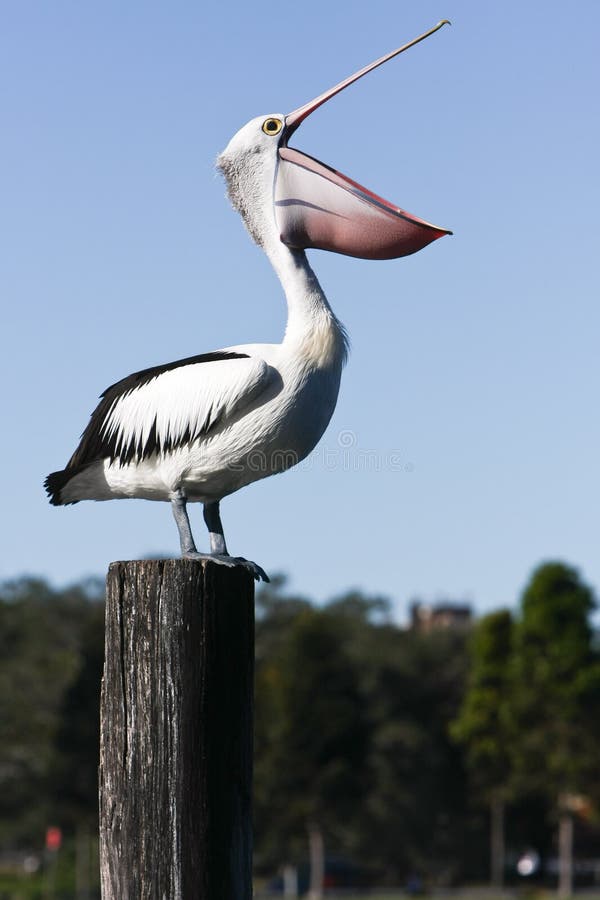 Large adult australian pelican standing with bill wide open. Large adult australian pelican standing with bill wide open.