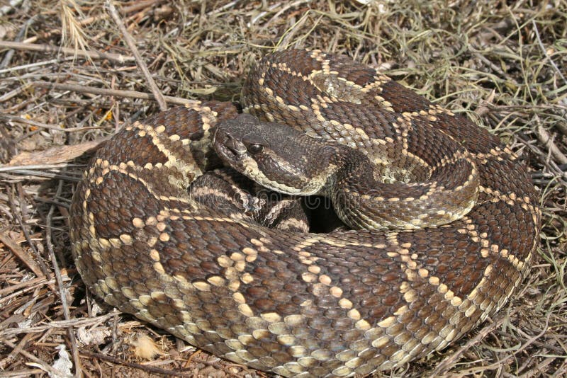 large-southern-pacific-rattle-snake-crotalus-oreganus-helleri-coiled-in