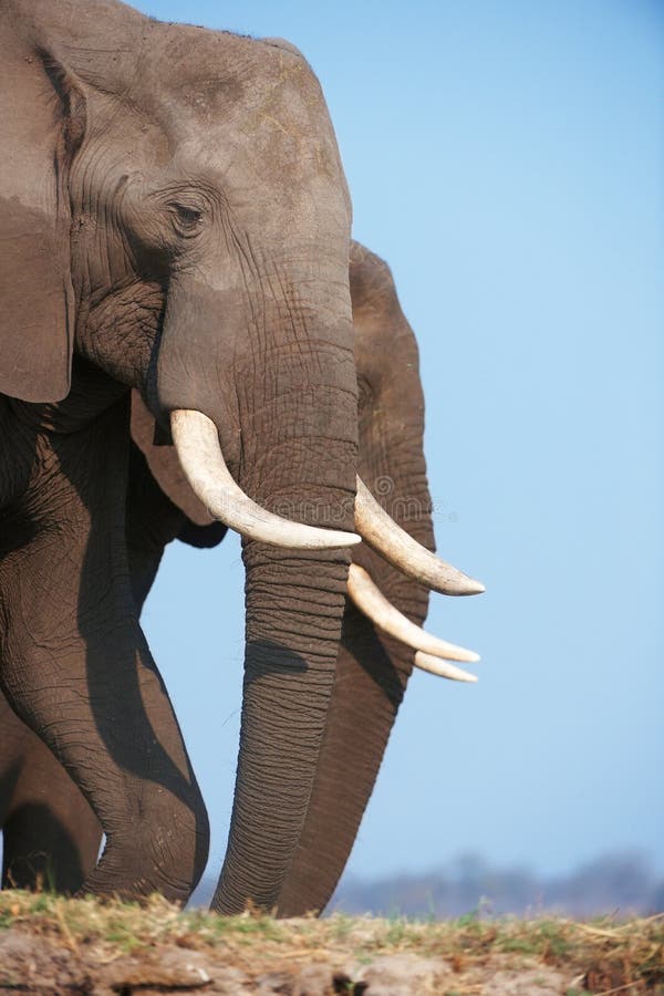 Large African elephant bull