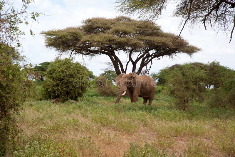 Large African elephant in a national park.