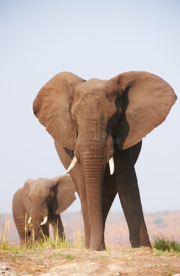 Large African elephants